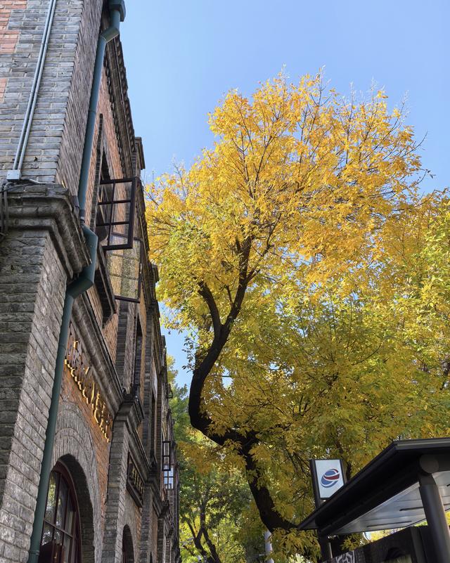 “北平之秋便是天堂” | 五四大街的金色浪漫！