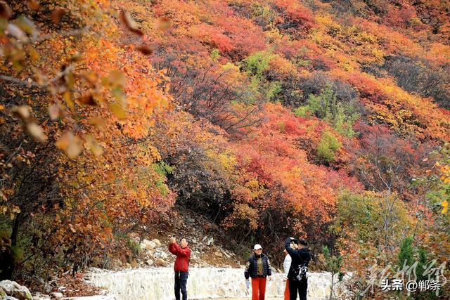 武安红叶进入观赏期