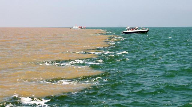 黄河每天冲鱼入海，大部分淡水鱼无法在海中存活，最后都去哪了？