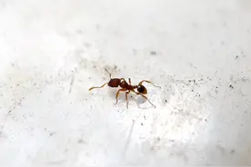 老一辈常说：家里出现这3种动物，千万不要打伤，赶出去就可以！图片