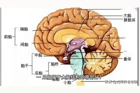 胼胝体（Corpus Callosum）解剖结构图片