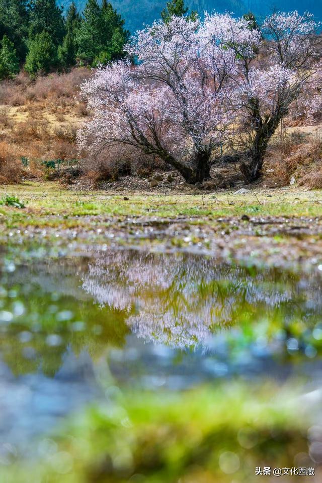 下月即将开爆！这才是 “中国最美春天”，一年仅20天可遇！