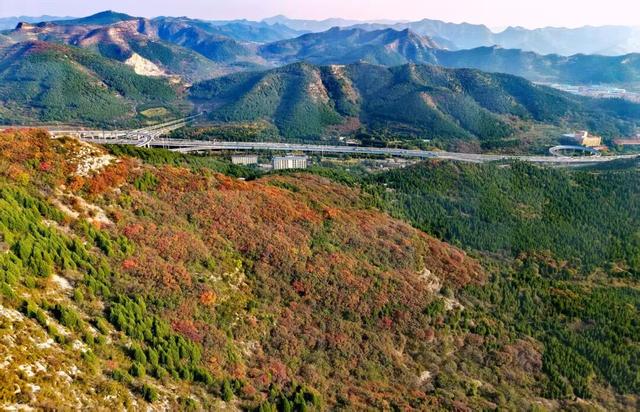 黄栌、五叶枫......济南这里将迎来赏叶黄金期