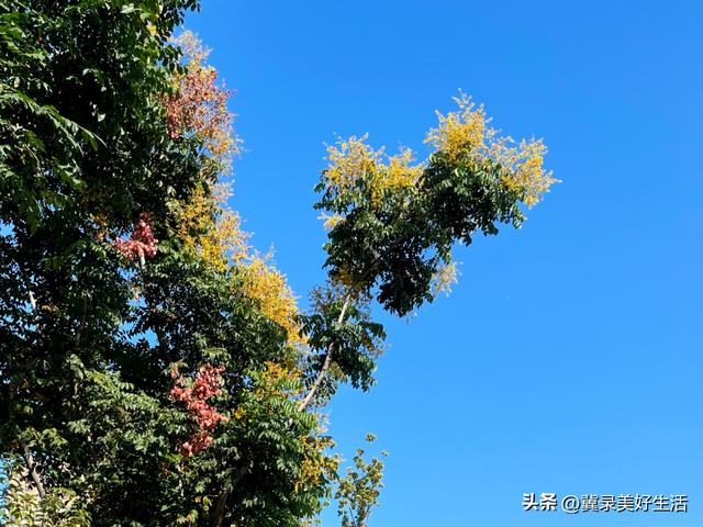 河北石家庄：“黄花红果”栾树扮靓秋日美景