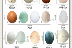 世界上可以食用的蛋，你知道几种？图片