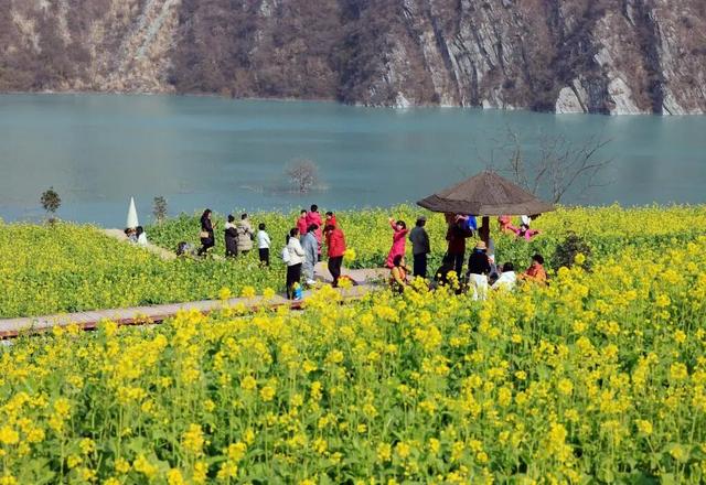 图说中国｜躲过冬日的寒，撞进南国的油菜花海