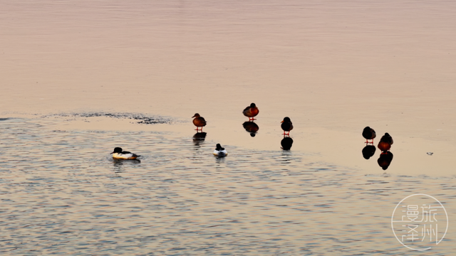 新年过后，泽州来了一群“稀客” →