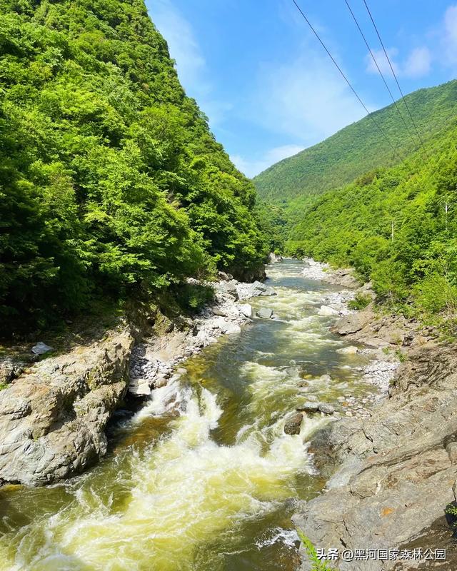 立减10℃!绿色天然避暑胜地,就在黑河国家森林公园→