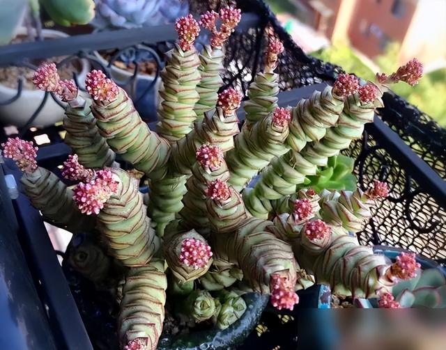 养钱串“3步走”，冬天长得快，上色状态美，爆盆长成“聚宝盆”