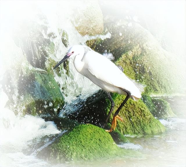 双璧辉映 舒展黄土高原最美的生态画卷