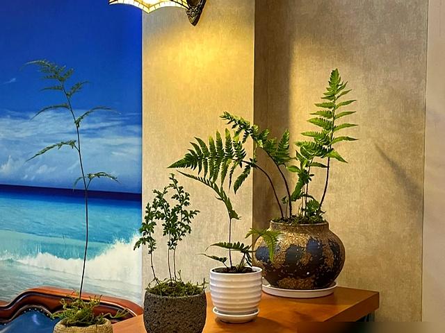 “阴花、不能进阳宅”	，家里若有这5种花，请赶紧“搬出去	”！