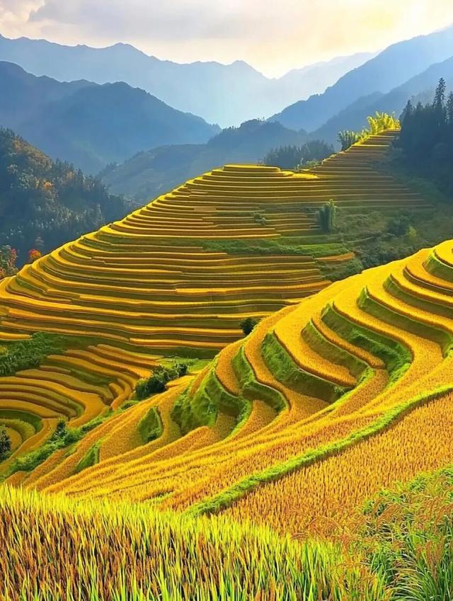 秋日的梯田