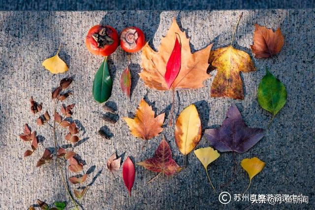 快来捡！苏州秋日“限量款”