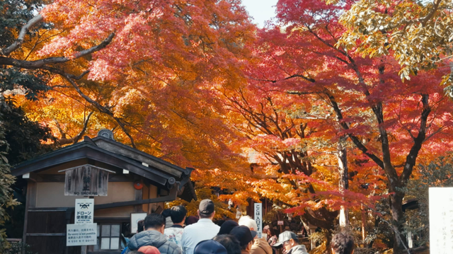 不听劝去日本的游客懵了！滞留机场饭都快吃不起，当初为啥要去？