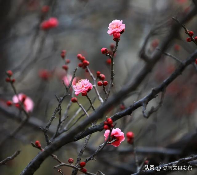 冬日“梅”景，真美！