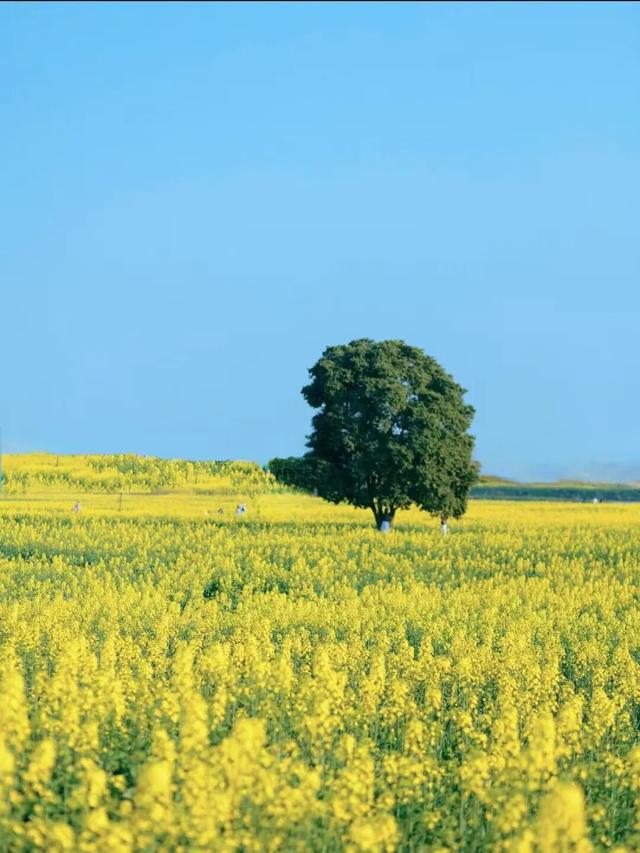 开爆了！成都本周绝美赏花好去处推荐!
