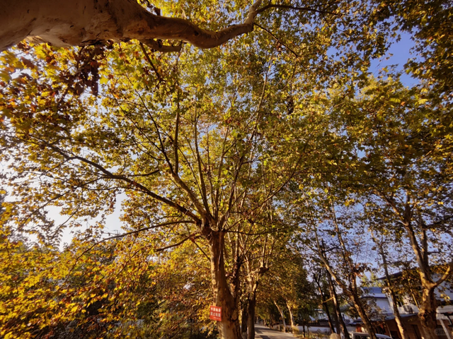 成都最美梧桐大道绵延20公里，地铁19号线直达，快去打卡！