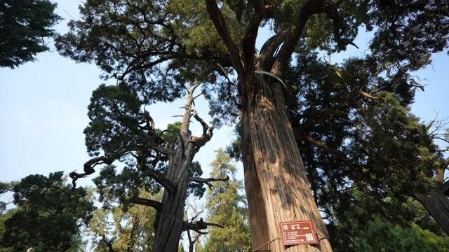 初冬的孟府孟庙：一砖一瓦皆含韵，一步一景尽是诗