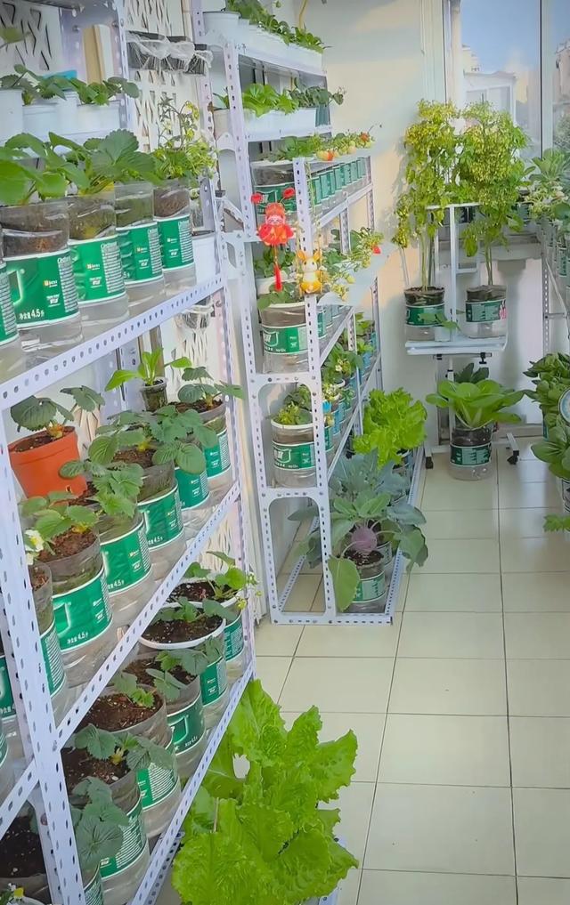山东女子用200个矿泉水瓶在封闭阳台实现了蔬菜自由，网友:太牛了