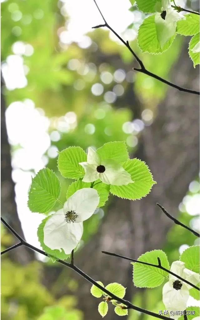 聆听邛崃丨在邛崃，与时光温柔相拥