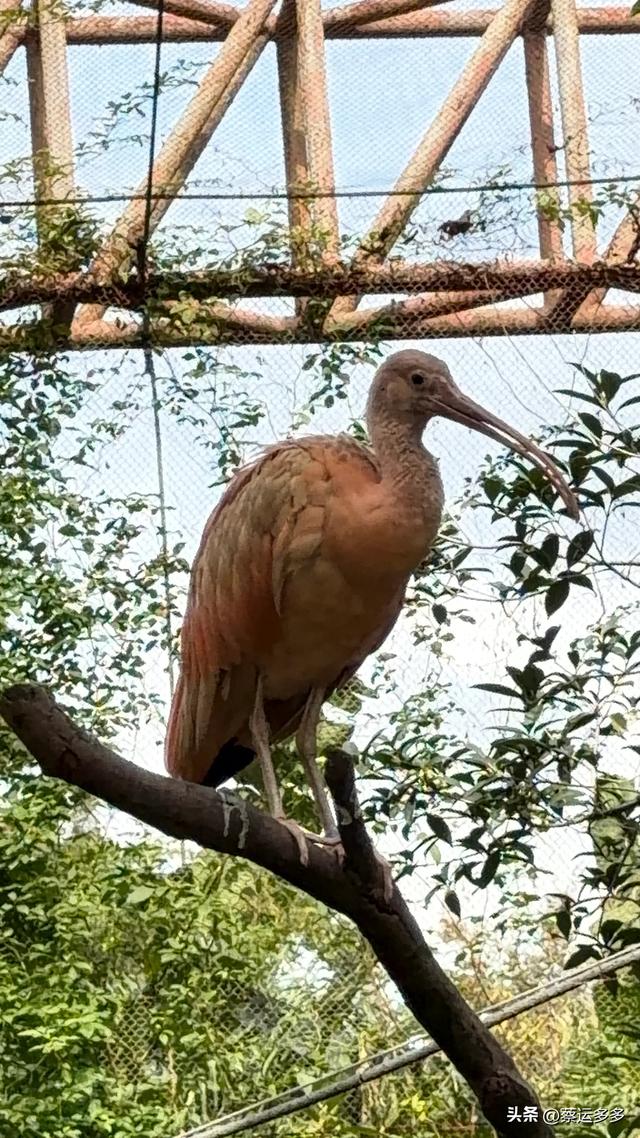 上海动物园的高颜值图鉴