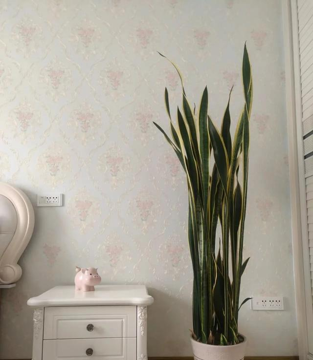 山东一大叔，因“卧室虎皮兰成树”而走红，那叫一个壮观，真治愈