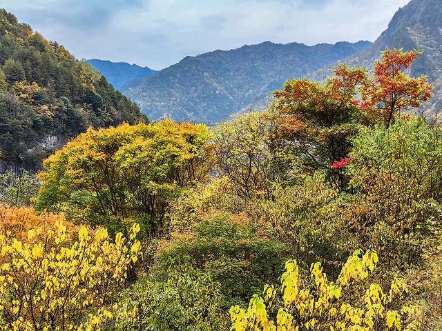 2024深秋四川行19 神农架风景区2 华中屋脊的五彩秘境