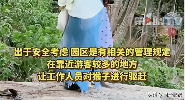 为护猴怒骂环卫工，南京男子遭网暴后道歉！景区：猴子太多会咬人