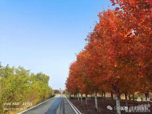 丹枫映秋,枫彩满楼|申艳娟