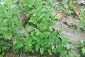 俗称“妇科圣草”，农村田边就有，用处实在是多，村里人极为珍惜图片