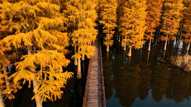 桂雨织金庐州景，枫红映水巢湖秋 —— 合肥秋日漫游纪行