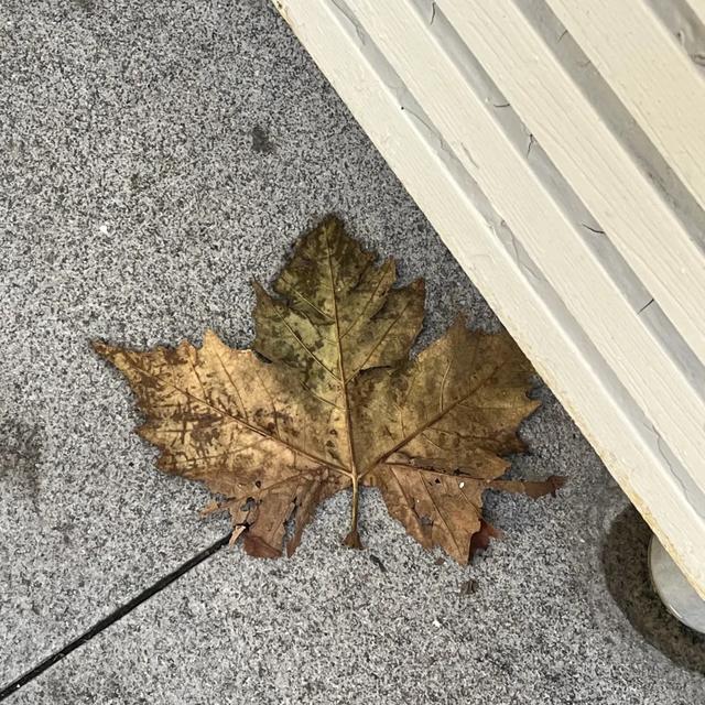 秋日限定|“落叶不扫”模式开启,44条景观道观赏指南请收藏!