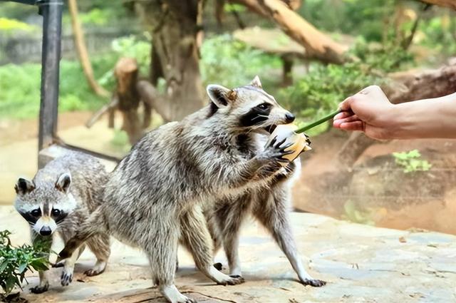 泰山虎山百鸟园萌宠上新 浣熊家族萌趣安家