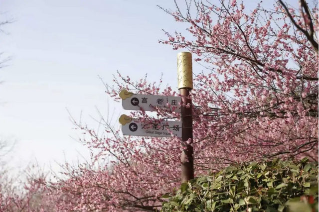 花果山景区：梅花绽放春意浓 踏青赏景正当时