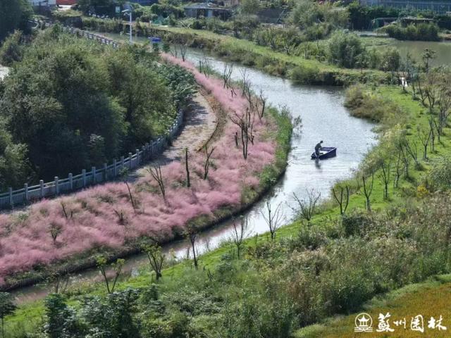 21处绚烂花海！苏州“晚秋花海”赏花地图出炉