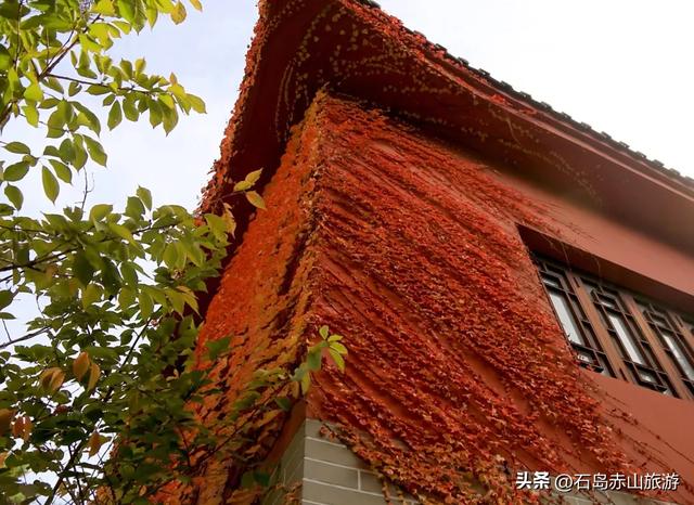 赤山红叶节不止红！各色植物把山海染成「秋日调色盘」