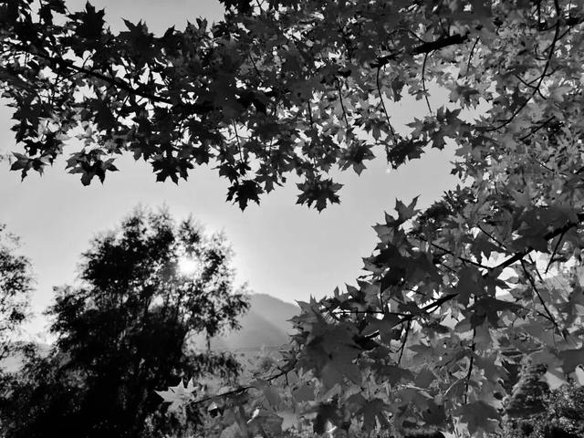 去捕捉秋的痕迹，一键点亮贵清山遮阳山景区的秋天！