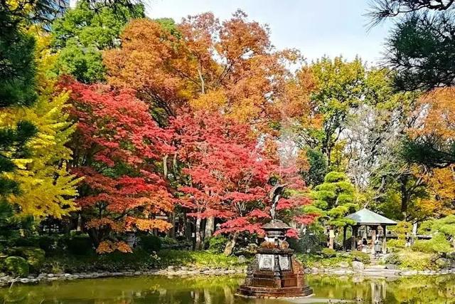 TADA东京美术塾| 懒人福利篇｜东京市内随时打卡红叶景点TOP10