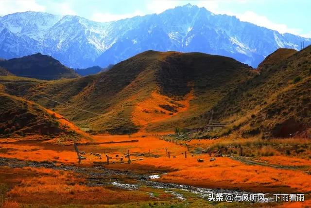 金胡杨卧戈壁，风摇碎满树秋阳
