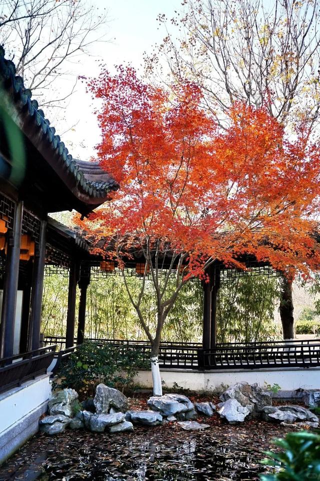 《山东红叶观赏地图》.PDF