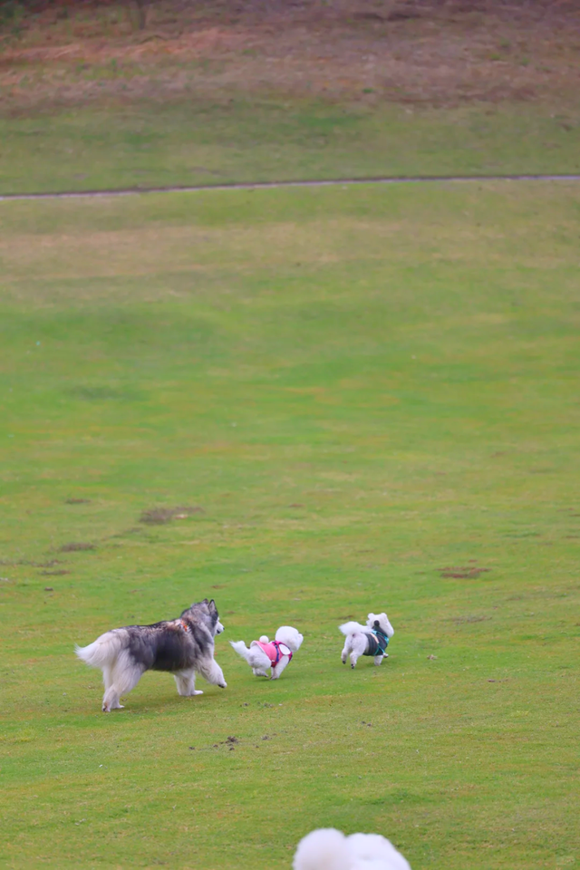 在韶关，带毛孩子去哪“浪”？这份宠物友好地图请收藏，撒欢不踩雷~