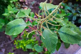 田边的“刺菜”你认识吗？刺菜泡水有什么好处？大多数人并不知道图片