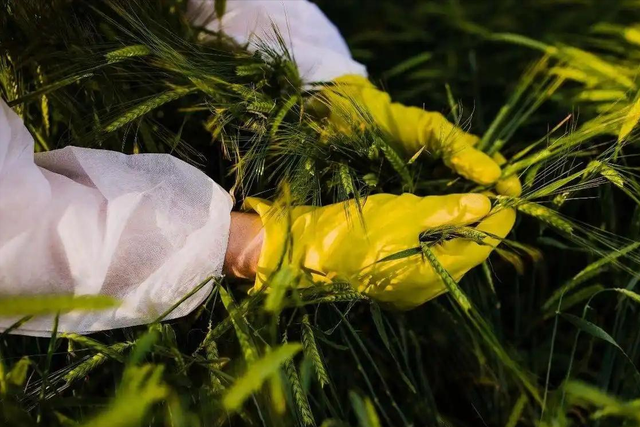 境外间谍盯上中国粮食安全"命根子"！几粒种子能动摇14亿人饭碗？