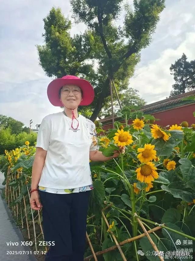 北京景山公园向日葵花海,夏日盛景| 申艳娟