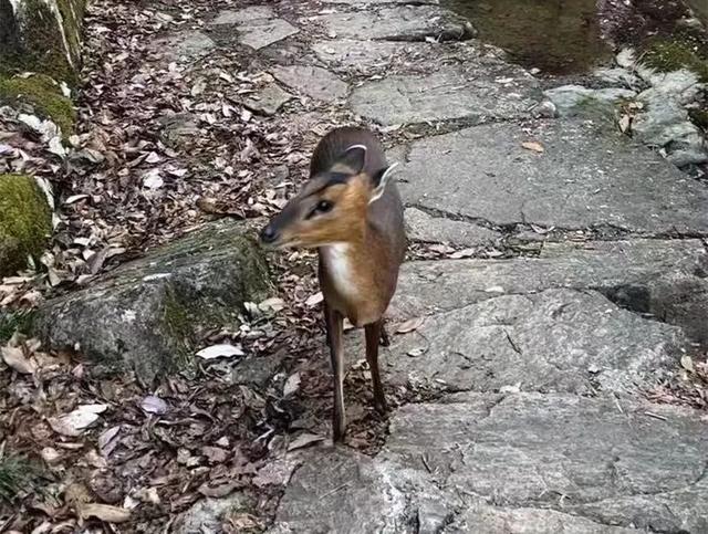 山野的治愈力量，超乎想象！