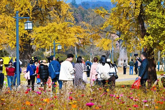 银杏谷旅游度假区缘何火爆出圈？