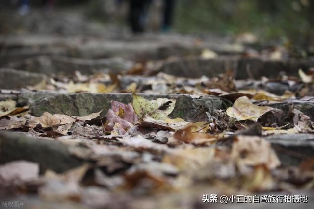 台州南黄古道徒步攻略：赏枫 3 环线 + 亲子友好