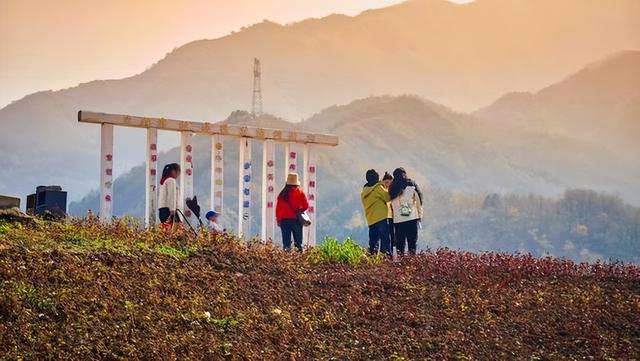 西安:秦岭脚下荞麦香 峪口村畔好风光