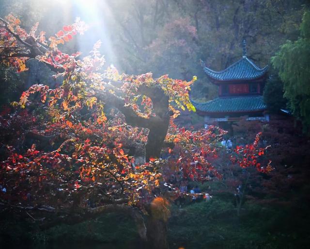 南方冬意，藏在这一亭红枫里