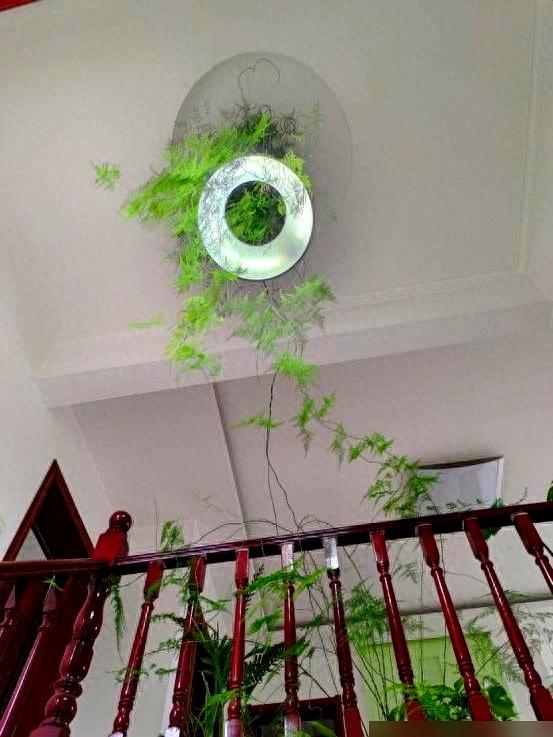 “阴花不能进阳宅”。家里若有这5种花,请赶紧搬出去！